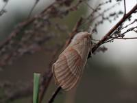 Macrothylacia rubi - Коконопряд малинный, шелкопряд малинный
