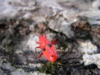 Pyrrhocoridae - Красноклопы
