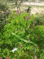 Fumaria parviflora - Дымянка мелкоцветковая