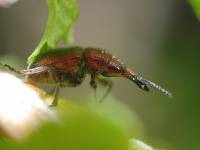 Rhynchitidae - Ринхитиды