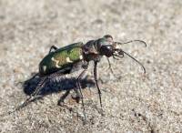 Carabidae - Cicindelinae - Жуки-скакуны