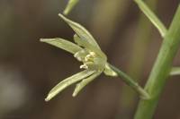 Ornithogalum pyrenaicum - Птицемлечник желтоватый, Птицемлечник меланхолический