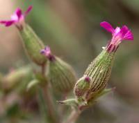 Silene coniflora - Смолёвка конусоцветковая, Конусовка конусоцветковая
