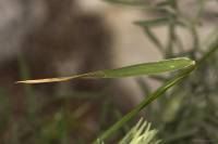 Aegilops biuncialis - Эгилопс двухдюймовый
