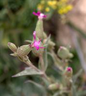 Silene coniflora - Смолёвка конусоцветковая, Конусовка конусоцветковая