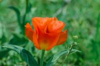 Tulipa greigii - Тюльпан Грейга