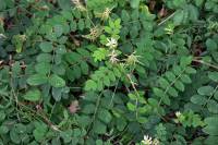 Astragalus glycyphyllos - Астрагал солодколистный
