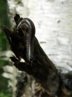 Diplopoda - Двупарноногие