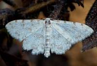 Lepidoptera - Чешуекрылые (бабочки)