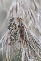Cicadatra platyptera