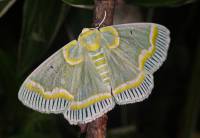 Iotaphora admirabilis - Пяденица великолепная уссурийская