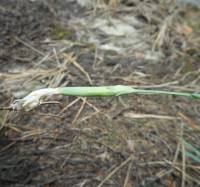 Dianthus arenarius - Гвоздика песчаная