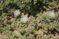 Mesembryanthemum crystallinum - Мезембриантемум хрустальный