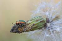 Chrysomelidae - unidentified - Листоеды