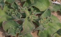 Mesembryanthemum crystallinum - Мезембриантемум хрустальный