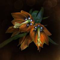 Fritillaria imperialis - Рябчик императорский