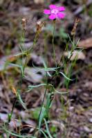 Dianthus chinensis - Гвоздика разноцветная, Гвоздика степная