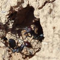 Insecta (Arthropoda - Hexapoda) - Насекомые