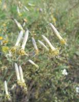 Silene chlorantha - Смолёвка зелёноцветковая