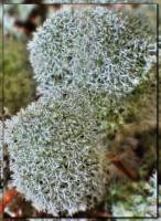 Cladonia arbuscula - Кладония лесная