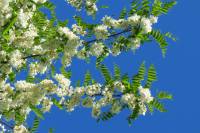 Robinia pseudoacacia - Робиния ложноакациевая