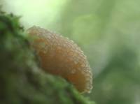 Tubifera ferruginosa - Тубифера ржавая
