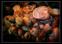 Gastropoda - Брюхоногие