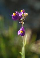Linaria transiliensis - Льнянка заилийская