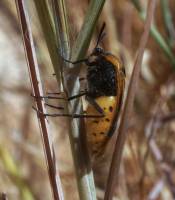 Ripiphoridae - Веероусые жуки