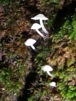 Agaricomycetes - Agaricales - Агариковые или Пластинчатые