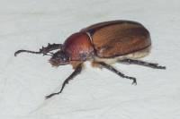 Scarabaeidae - unidentified - Пластинчатоусые