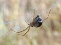 Araneae - Пауки