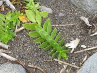 Honckenya peploides subsp. major - Гонкения продолговатолистная