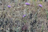 Dianthus pseudarmeria - Гвоздика ложноармериевая