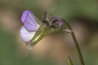 Viola kitaibeliana - Фиалка Китайбеля