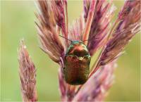 Chrysomelidae - unidentified - Листоеды