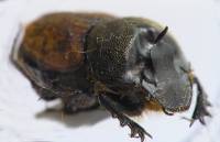 Onthophagus gibbulus