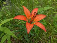 Lilium philadelphicum - Лилия филадельфийская