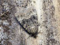 Amphipyra berbera - Совка гладкая дубравная