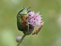 Scarabaeidae - unidentified - Пластинчатоусые