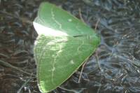 Thetidia smaragdaria - Пяденица изумрудная