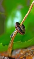 Diplopoda - Двупарноногие