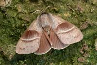 Macrothylacia rubi - Коконопряд малинный, шелкопряд малинный