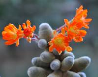 Cactaceae - Кактусовые