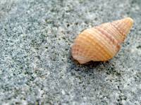 Gastropoda - Брюхоногие