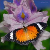 Золотые крыла - бабочка Златоглазка Библис / Golden Wings - Red Lacewing -