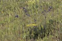 Salvia nutans - Шалфей поникающий