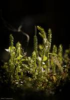 Lycopodium annotinum - Плаун годичный