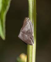 Ricaniidae - Цикадки-бабочки