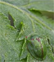 Chrysomelidae - Cassidinae - Щитоноски